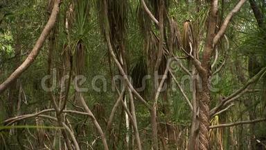 一大片棕榈树的树林