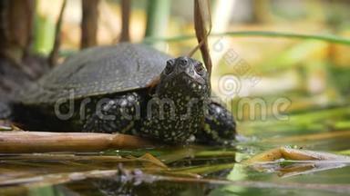 一只乌龟在沼泽附近欣赏和观察环境的轻微移动镜头