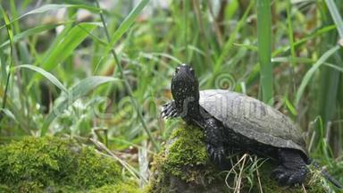 一只乌龟躺在石头上，享受和观察环境的轻微移动镜头