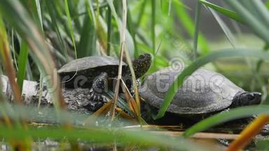 两只海龟在阳光下享受和观察环境