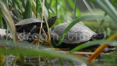 两只海龟在沼泽中欣赏和观察环境