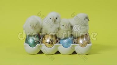 小鸡一起筑巢，五颜六色的复活节彩蛋在托盘里。 黄色背景