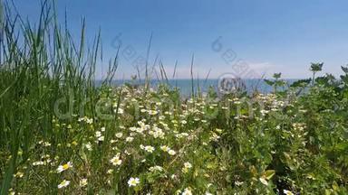 大海和蓝天背景上的雏菊和小草..