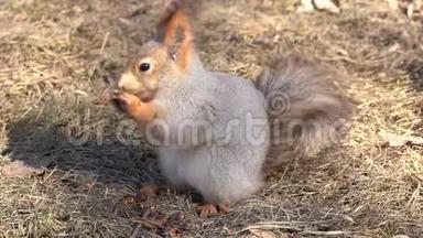 一只可爱而蓬松的松鼠在阳光明媚的一天，在早春把松子啃在地上。 动物正从冬眠中苏醒