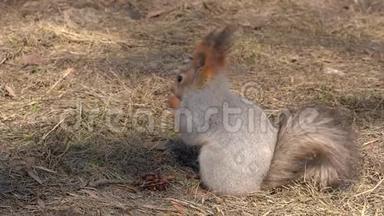 一只可爱而蓬松的松鼠在阳光明媚的一天，在早春把松子啃在地上。 动物正从冬眠中苏醒