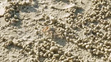 拍摄工作中的一只小螃蟹