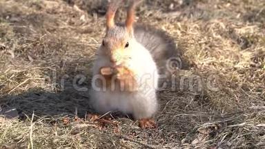 一只红色的毛茸茸的松鼠在阳光明媚的一天，在初春的时候，在地上啃松子。 动物正从冬眠中苏醒