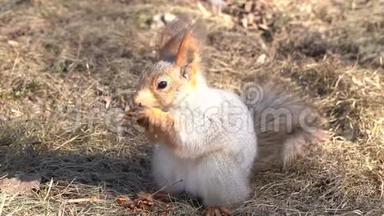 一只红色的毛茸茸的松鼠在阳光明媚的一天，在初春的时候，在地上啃松子。 动物正从冬眠中苏醒