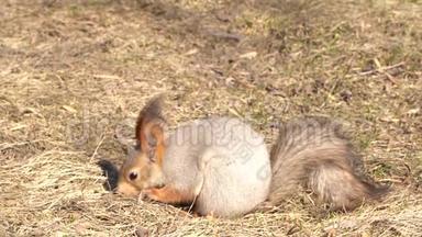 一只红毛松鼠在地上啃松子，在初春的晴天.. 动物正从冬眠中苏醒