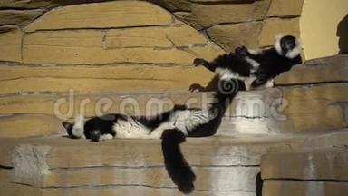 两只黑白变猴子在岩石上玩耍。 在晴朗的天气里，Lemurs Vari有乐趣，积极放松。 黑白的