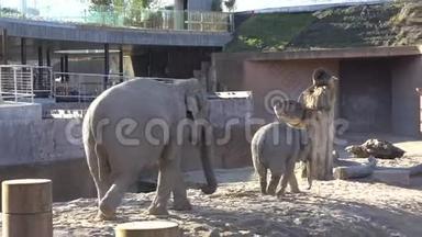 非洲大象<strong>宝宝</strong>和<strong>妈妈</strong>。 动物世界。 大象家庭的<strong>妈妈</strong>和<strong>宝宝</strong>在阳光明媚的天气里行走