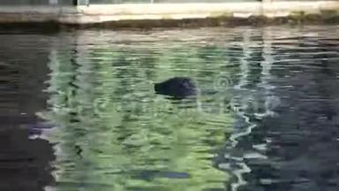 小海豹在湖里游泳。 海豹在大自然中游泳。 海牛特写镜头。 海狮游泳，望着水面
