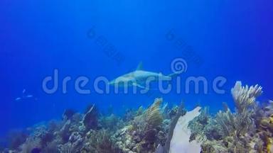 巴杰克在古巴雷纳市的一条加勒比海暗礁鲨鱼上剥落