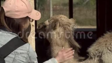 一个年轻的女人抚摸<strong>骆驼</strong>。 露天非洲动物园里的一头<strong>骆驼</strong>。 出于意志的动物