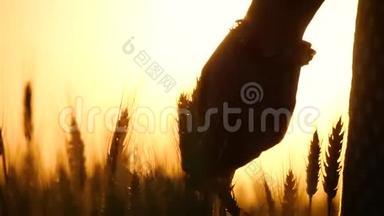 女孩`手在日落时近距离触摸麦穗。 一个女人`手的剪影。