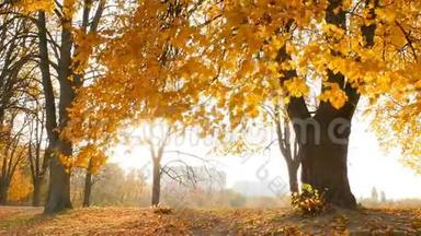 秋天公园里阳光明媚。 黄色的树木，有<strong>摇摇欲坠</strong>的叶子。 慢动作