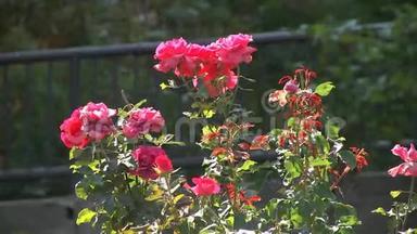 花园里生长着一束<strong>红玫瑰</strong>。 <strong>红玫瑰</strong>在夏天的花园里<strong>盛开</strong>。