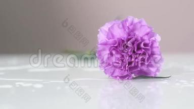 紫色的，<strong>湿润</strong>的康乃馨躺在一张白色的桌子上。 花儿开了。
