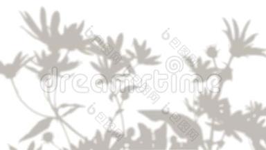 白色背景上雏菊花影的运动.. 一个活生生的影子。 黑白照片