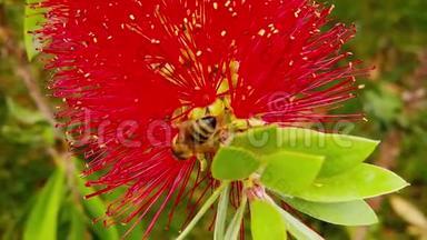 蜂蜜，蜜蜂，蜜蜂，飞，昆虫，蜘蛛，阿皮，走，搜索，花粉，收集，<strong>起飞</strong>，<strong>起飞</strong>，<strong>起飞</strong>，着陆
