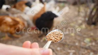 用一勺小麦喂鸡.. 慢动作。 特写