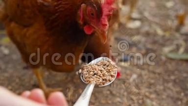 可爱的鸡用金属勺子吃谷物。 慢动作。 特写