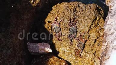 三只螃蟹坐在海里的岩石上，螃蟹坐在海边的岩石上，蓝色的螃蟹坐在红海里，海水