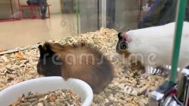 两只可爱的豚鼠在<strong>宠物店</strong>的笼子里吃着嚼着