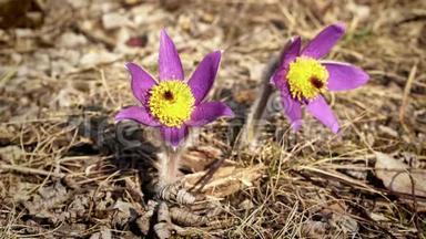 阳光明媚，两朵紫色的帕斯克花-大-生长在干草中-静态拍摄，只有虫子在后面的植物上移动
