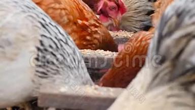 鸡在马槽里吃谷物。 乡下院子。 特写