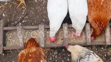 农村母鸡在马槽里吃谷物。 慢动作