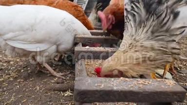美丽的农村鸡在马槽里吃小麦。 特写