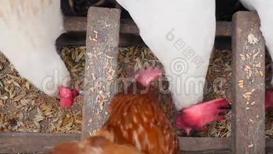 农村母鸡在马槽里吃小麦。 慢动作。 特写