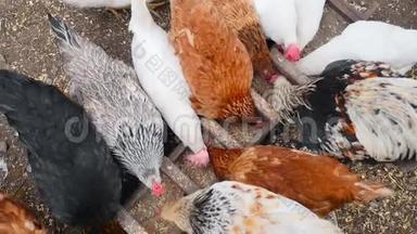 鸡在院子里的喂食器里吃谷物
