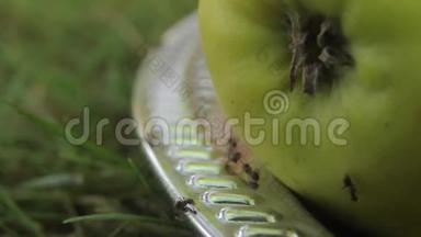 吃水果的蚂蚁。 特写镜头。 宏观的