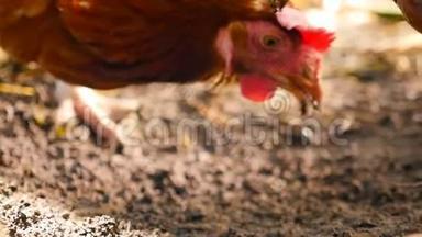 鸡在农村院子里吃谷物。 慢动作