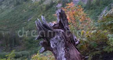 在一个树桩的左边，有一根<strong>枯木</strong>，栖息在通往提潘诺戈斯山山顶的小径边缘
