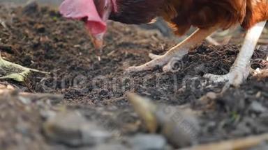 乡下一只漂亮的鸡在地上寻找虫子。 慢动作
