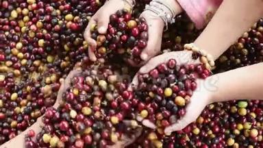 山区部落儿童手中`阿拉比卡咖啡浆果