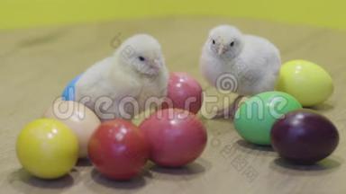 黄色背景的小鸡和复活节彩蛋。 毛茸茸的小鸡。 小鸟