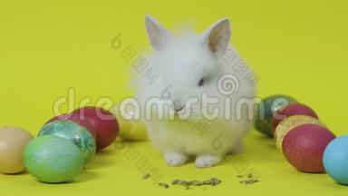 复活节兔子在黄色背景下吃鸡蛋之间的饲料。 小白兔
