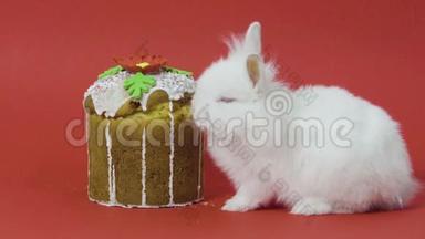 小白兔吃复活节蛋糕软糖。 红色背景。 关门