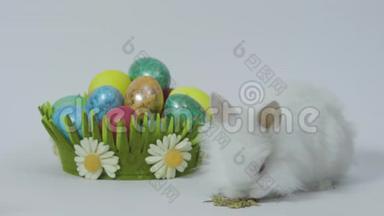 小复活节兔子和春天的篮子里有五颜六色的鸡蛋。 白色背景