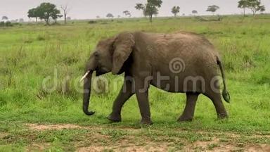 大象生活在<strong>野外</strong>，野生大<strong>草原</strong>.. 坦桑尼亚