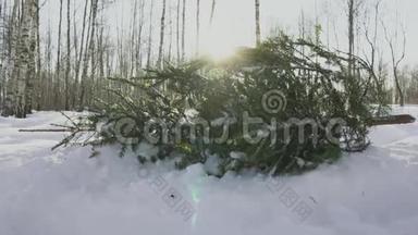 在森林里，冬天的雪中有一棵枯萎的树。 新年和<strong>平安</strong>夜。 假期开始的概念