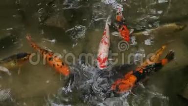 日本锦鲤鱼在池塘里