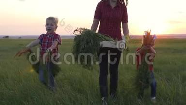 家庭幸福。 收获团队合作。 日落时分，一家人在田野里收获蔬菜。 农业经营理念。 农场
