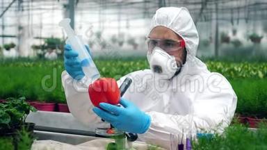 一名植物学家用注射器将液体注入胡椒瓶。 基因改造食品概念..