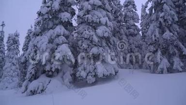 冬天的风景——阳光明媚的早晨，白雪覆盖的白桦林中的霜冻树木..