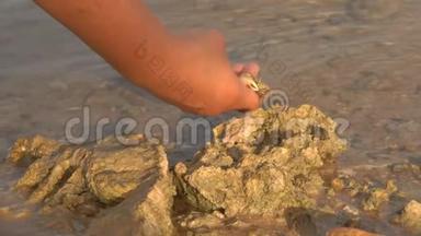 手在海石上取下一只<strong>小螃蟹</strong>